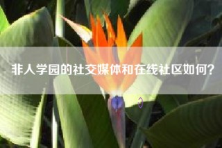 非人学园的社交媒体和在线社区如何？