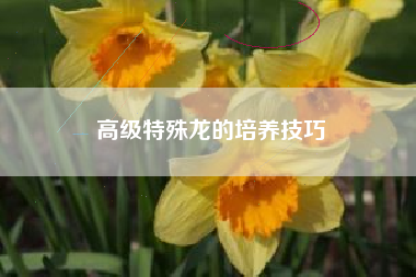 高级特殊龙的培养技巧  第1张